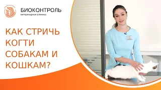 ✀ Как правильно подстричь когти собаке и кошке? Как подстричь когти собаке и кошке. Биоконтроль. 18+