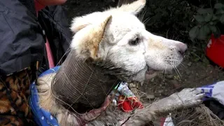Tierschützer holten sofort das Fischernetz, als sie den Hund mit der Drahtspirale entdeckten!
