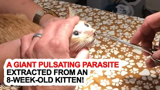 A Giant Pulsating Parasite Extracted From An 8-week-old Kitten!