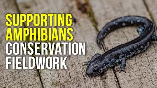 Amphibian Fieldwork | Conservation