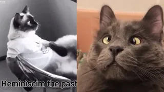 BEST DANK CAT MEMES COMPILATION OF 2020 Part 10 (From TikTok)