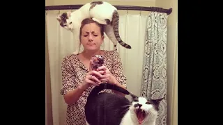 😺 Кошачий дурдом! 🐈 Смешное видео с котами и котятами для хорошего настроения! 😸