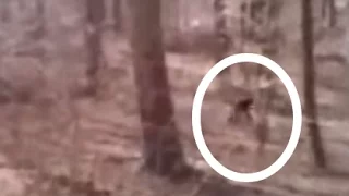 Bigfoot is REAL!! Bigfoot/Sasquatch Proof/Evidence 2015 (Caught on Camera)