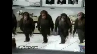 джигиты танец обезьян