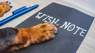 Dog's Wish List! Cute & funny dachshund dog video!