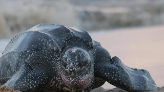 Amazing Facts About Leatherback Sea Turtles