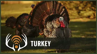 Turkey Call - Sound Only