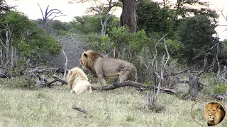 Casper The White Lion Searching For His Brothers - Will He Reunite With Them?