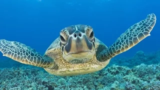 Swimming with Sea Turtles: Beautiful Surprises Underwater