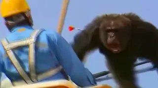 Escaped Chimp Swings from Live Power Lines