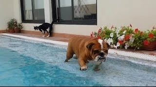 English Bulldog Really wants to swim