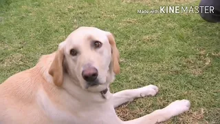 DOG VERSION COFFIN DANCE