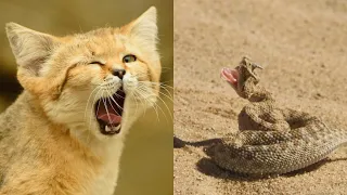 БАРХАННЫЙ КОТ - ликвидатор змей / SAND CAT : The snake liquidator