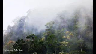 Thailand rainforest sounds / Birds singing. ( 4K video)