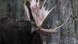 Moose Rubbing on Tree