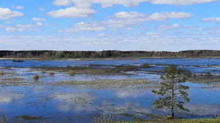 Puurinjärvi-Isosuo, kevään linnut.