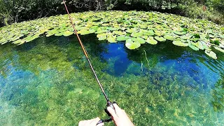 INSANE CREEK FISHING in CRYSTAL CLEAR WATER!!!