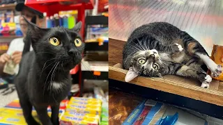 The truth about bodega cats