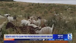 Goats employed to clear fire-prone brush near Reagan Library