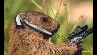 Охота на сурка июль 2021, Каракастек. marmot huntdağ sıçanı avı, marmot hunt, chasse à la marmotte