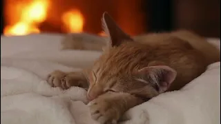 Cat sleeping with Fireplace Crackling Sounds