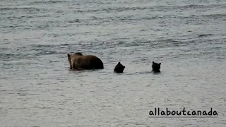 Just Another Clip of Momma Grizzly Bear with Her Cubs | Canada's Nature | Wildlife | B.C. Canada