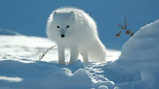 Relaxing Music with Arctic Fox Images