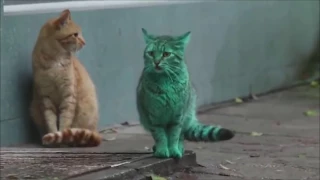 Лучшие приколы с котами и кошками ,ТОПовая подборка - Funny Cat Videos - Cat Vines 3