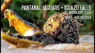 2024 Pantanal + Iguazu Falls Photography Adventure