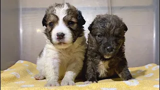 Puppies abandoned like a trash finds a loving homes