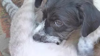 Cat breastfeeding a puppy