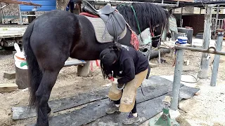 Process of Making New Horseshoe. Skilled Korean Blacksmith Girl