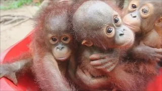 Индонезия: школа выживания для орангутанов (новости)