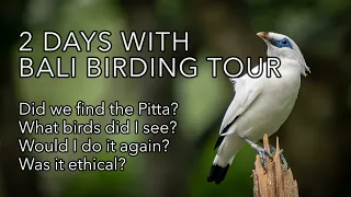 2 Days with Bali Birding Tour, Indonesian Birding Adventure!