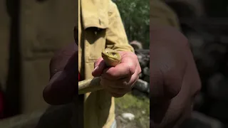 Ящерица без ног - желтопузик