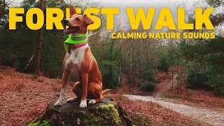 [NO ADS] Dog TV for Dogs 🐕 Virtual Dog Walk - Walking in the Forest 🌲 Calming Nature Sounds