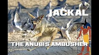 10 Jackal Facts - The Anubis Ambusher - Animal a Day J Week