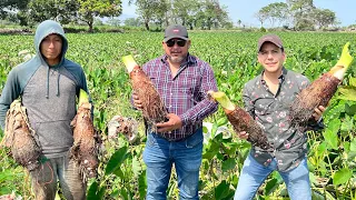 Cultivo de MALANGA TARO O PITUCA | Tubérculo poco conocido en México y mejor que la papa