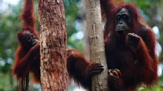 Make a Donation | The Orangutan Project