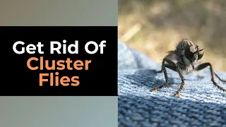 What Are Cluster Flies? Where They Come From & How to Get Rid of Them