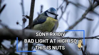 THE SONY RX10iv bad light high iso this is NUTS