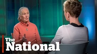 Jane Goodall interview