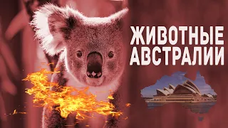 Пожары в Австралии ! Видео животных которых спасали люди ! Австралия 2020 ! Australia bushfires !