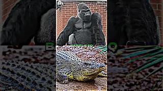 Silverback Gorilla Vs. Crocodile | #battle