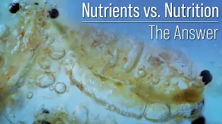 Nutrients vs Nutrition? A Distinction That Changes the Trajectory Your Reef Tank and Coral's Health.