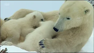 Das Abenteuer der Eisbärenkinder Doku (2021)