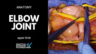 Upper limb: elbow joint