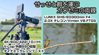 LUMIX GH6+ED300F4+2.0テレコン+三脚 4K/VLOG せっせと餌を運ぶカワセミの両親
