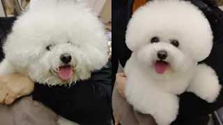 My Puppy Found Her Eyes back!✂️❤️🐶[Before vs. After]