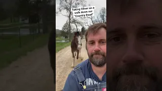 Walking My Rescued Clydesdale Down Country Road #shorts #horse #clydesdale #auction  #rescuehorse